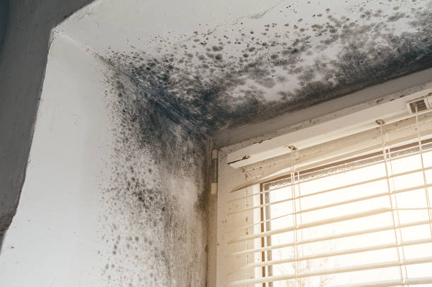 Affordable Mold Cleanup solutions in Fork, MD