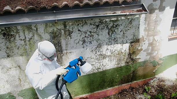 Top rated local Mold Cleanup specialists in Fork, MD
